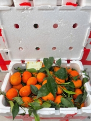 Cam Canh Tươi Vườn – Ngọt Đậm Tự Nhiên, Trưng Tết & Ăn Hàng Ngày