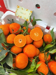 Cam Canh Tươi Vườn – Ngọt Đậm Tự Nhiên, Trưng Tết & Ăn Hàng Ngày