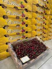 Cherry Chile XLD Queen Regina – Trái đại size, giòn ngọt sang trọng