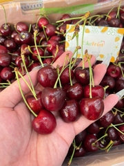 Cherry Chile XLD Queen Regina – Trái đại size, giòn ngọt sang trọng