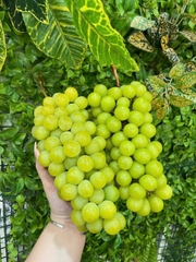 NHO MẪU ĐƠN SHINE MUSCAT