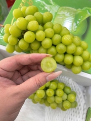 NHO MẪU ĐƠN SHINE MUSCAT