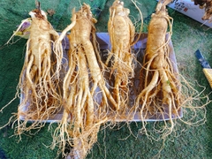 Nhân sâm tươi Guemsan 4 củ 1000 g 6 năm tuổi