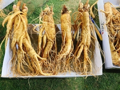 Nhân sâm tươi Guemsan 4 củ 1000 g 6 năm tuổi