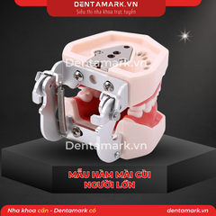 Hàm thực hành mài cùi răng người lớn