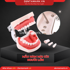 Hàm thực hành mài cùi răng người lớn