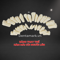 Hàm thực hành mài cùi răng người lớn