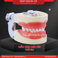 Hàm thực hành mài cùi răng trẻ em