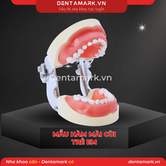 Hàm thực hành mài cùi răng trẻ em