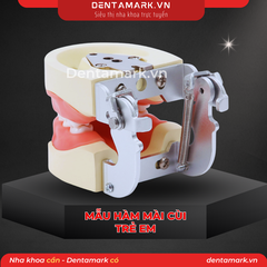 Hàm thực hành mài cùi răng trẻ em