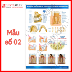 Tranh tư vấn dịch vụ nha khoa: Dáng răng, Atlas giải phẫu hàm răng, Phục hình răng, Viêm nướu và bệnh nha chu, Răng sữa, Nha khoa trẻ em