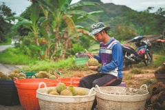 Fruit Innovation Fair 2025: Bangkok - Chanthaburi 4N3Đ