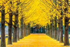 FPTR Hàn Quốc 2024: Busan - Seoul 7N6Đ