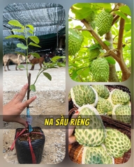 Na Sầu Riêng