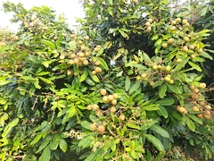 Nhãn Long Phụng Châu