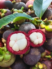 Măng Cụt Ghép