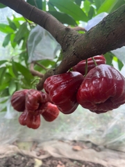 Mận Đỏ Indo