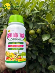 Siêu Lớn Trái USA