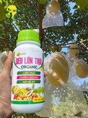 Siêu Lớn Trái USA