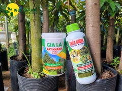 Bộ Già Lá Nhanh CR7
