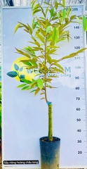 Sầu riêng Hoàng Châu Long