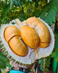 Sầu riêng Black Thorn