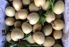 Sapo Lồng Mứt