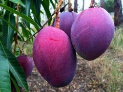 Xoài Tím Ngọc Vân