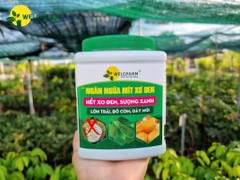 Chống Mít Xơ Đen