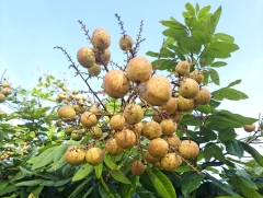 Nhãn Long Phụng Châu