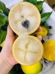 Vú Sữa Hoàng Kim