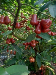 Mận An Phước