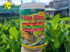 Thần Bông Plus