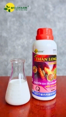 Thần Long Samco