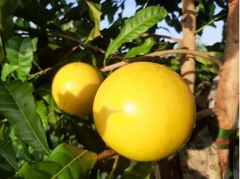 Vú Sữa Hoàng Kim