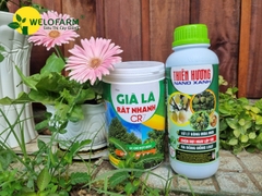 Bộ Già Lá Nhanh CR7