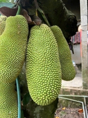 Mít Mơ