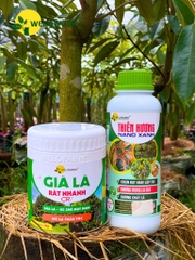 Bộ Già Lá Nhanh CR7