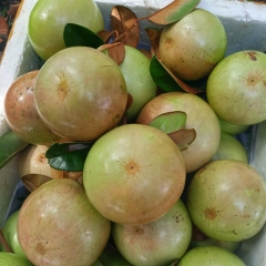 Vú Sữa Bơ Hồng