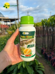Thiên Bông Ý