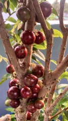 Nho Thân Gỗ 12 Vụ