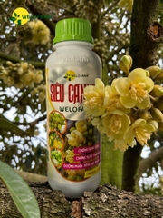 Siêu CanxiBo
