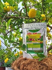 Hắc Kim NaNo (Kg)