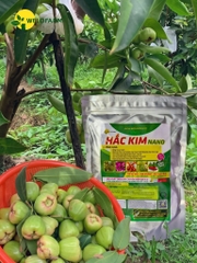 Hắc Kim NaNo (Kg)