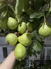 Ổi Lê Đài Loan