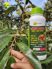 Mãnh Long Nốc Ao Đọt