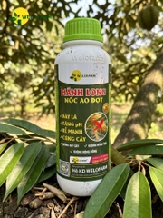 Mãnh Long Nốc Ao Đọt