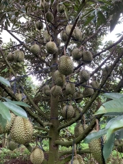 Sầu Riêng Monthong Thái