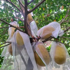 Mít Ruột Đỏ Xơ Vàng