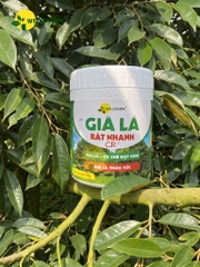 Già Lá Rất Nhanh